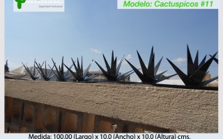 Cactuspicos11